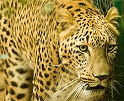 Pers leoparları Bursa'da çoğalacak