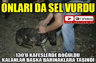 Sel barınak hayvanlarını vurdu