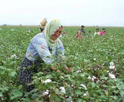 TARİŞ, pamuğu tarlada bırakmayacak