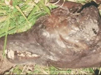 Vampir köpek dehşeti