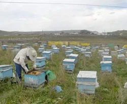 Yağışlı hava, arı üreticilerini vurdu