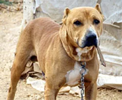 Yıkıma karşı 'Pitbull'lu direniş