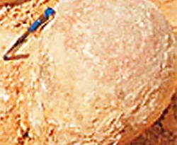 65 yıllık dinazor yumurtası bulundu