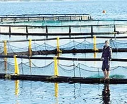 Balık çiftlikleri için AİHM yolu göründü