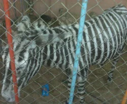 Gazzeli çocuklar için zebra görünümlü eşekler