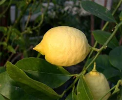 Gribe karşı limon tüketin