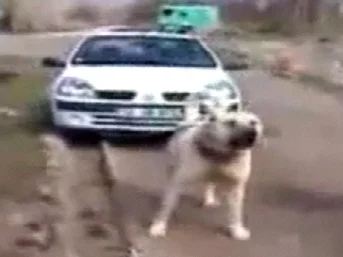 İngilizler 'Sivas Kangal'ı izliyor