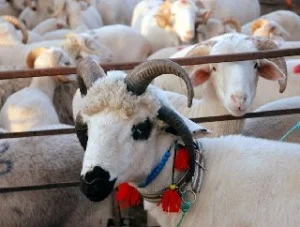 Kızılay, kurban bedelini belirledi
