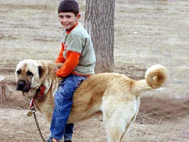 Sivas Kangalı 'Dünyanın en iyi köpeği' seçildi