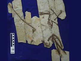 Uçan sürüngenin adı Darwin oldu !