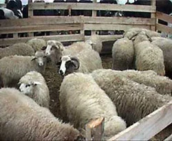 1 kilo ette 10 TL sevap farkı