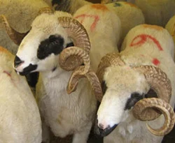 Bir hayvanın kurban olabilmesinin şartları