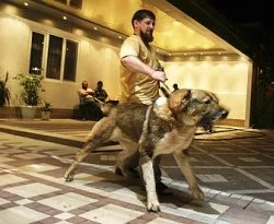Çeçenistan'da faili meçhuller artıyor