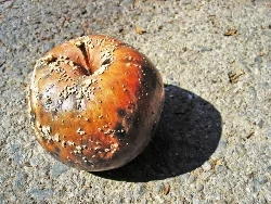 Çürük meyve yemeyin