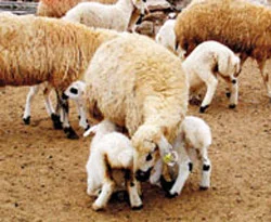 Dişilerin kesilmesi yasaklandı