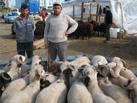 Elde kalan kurbanlıklar yüzde 50 düştü