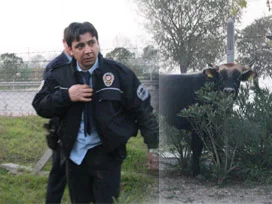 Firari boğa polisi hastanelik etti