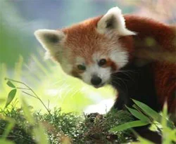 Kahverengi panda bulundu