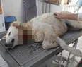 Köpeğe eziyet