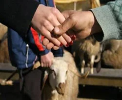 Küpesiz kurbanlık almayın