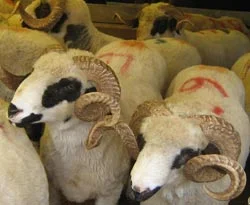 Kurban bağışı yapmadan mutlaka okuyun