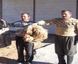 Kurban Bayramı'nda deri israfına dikkat!