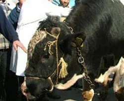 Kurban eziyetine ceza kesildi