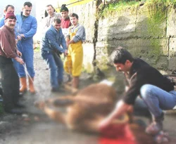 Kurbanda parazit hastalıklarına dikkat