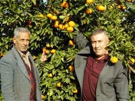 Mandalina üreticisi için altın yıl