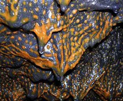Mars'ta mikroba rastlandı