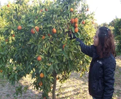 Narenciyede ihracata Japonya formülü