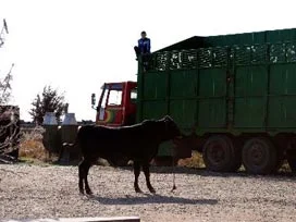 Trafiği alt üst eden boğa kepçeyle yakalandı