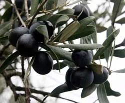 Türkiye zeytinde liderliğe koşuyor