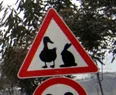Dikkat! Tavşan ve kaz çıkabilir