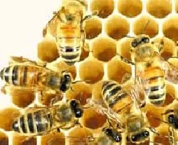 Domuz gribine karşı 'arı' ürünleri