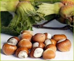 Fındık fiyatları düştü