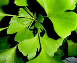 Ginkgo biloba, Alzeimer'ı önlemiyor