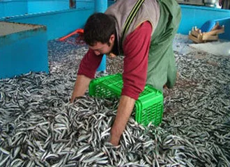 Hamsi, balık fiyatlarını dengeliyor