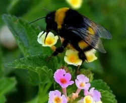 Hormonsuz sebze için bombus arısı