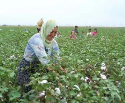 İşte geleceğin besin maddesi