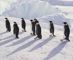Koalalar ve penguenler yok olabilir
