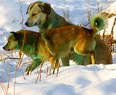 Köpekler neden yeşile dönüşüyor?