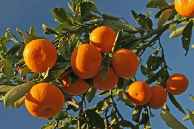 Mandalina Zeytinin tahtına göz dikti
