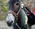 Tiryaki eşek