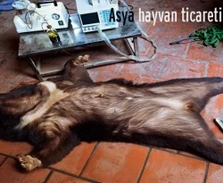 Asya'da hayvan ticareti artıyor