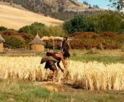 Avrupalılar Türk mü?