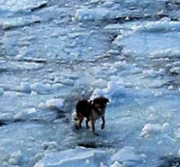 Baltık Denizi'nde köpek bulundu!
