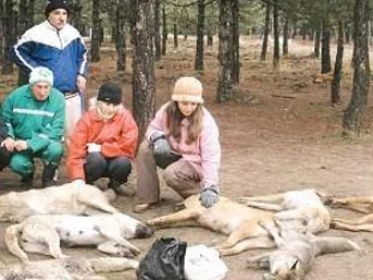 Baykal'ın ekibindeki tilkiler zehirlendi