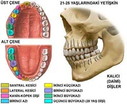 ''Diş''te ihmal cebe zarar