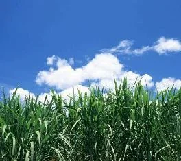 FAO'dan küresel ısınmaya çayır-mera önerisi